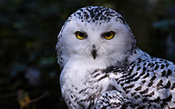 Snowy owl (Bubo scandiacus)